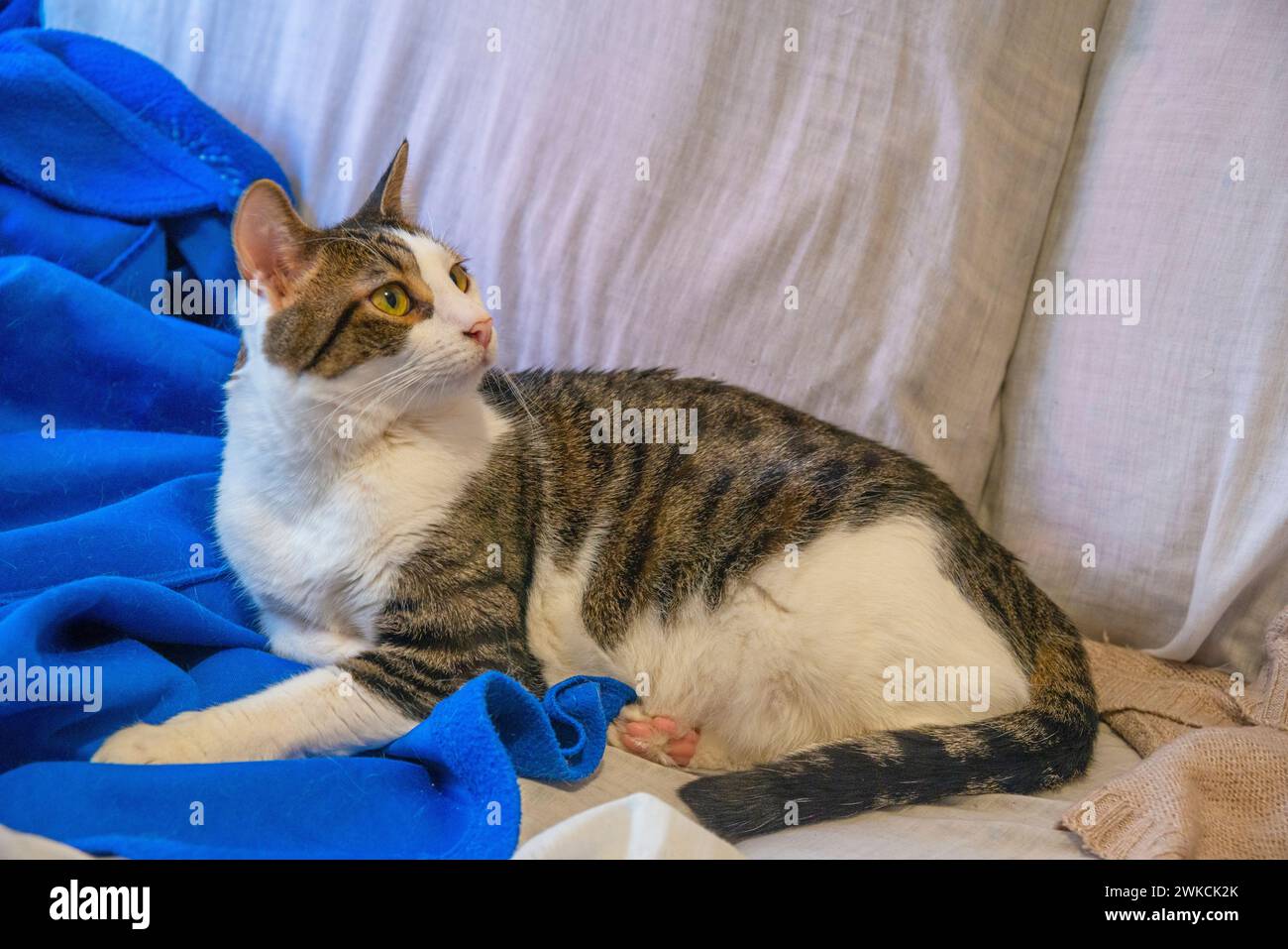 Tabby and white cat lying at home. Stock Photo