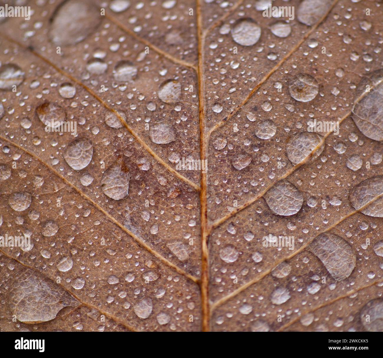 closeup of leaf covered in beads of water Stock Photo