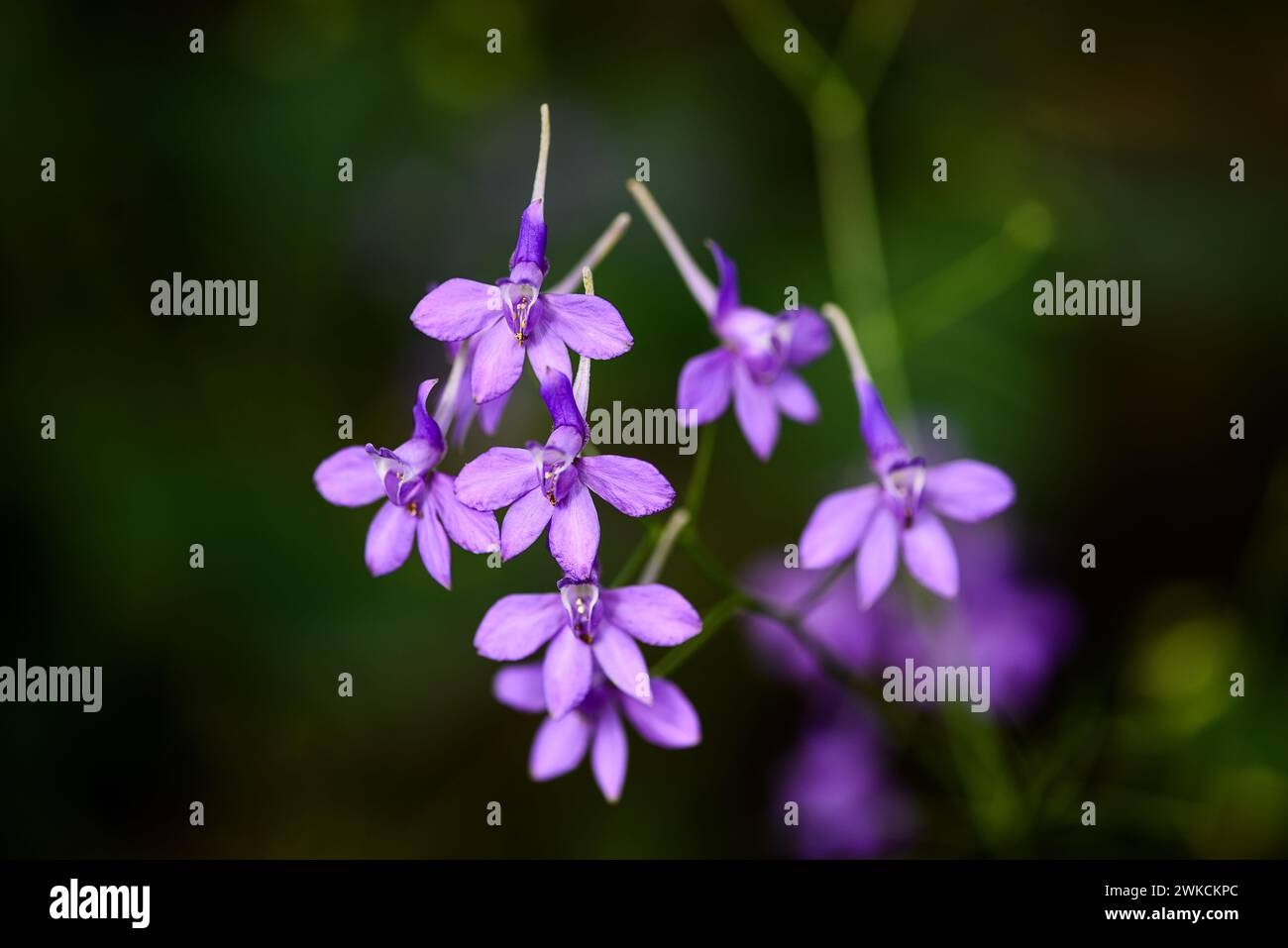 Larkspur flowers hi-res stock photography and images - Alamy