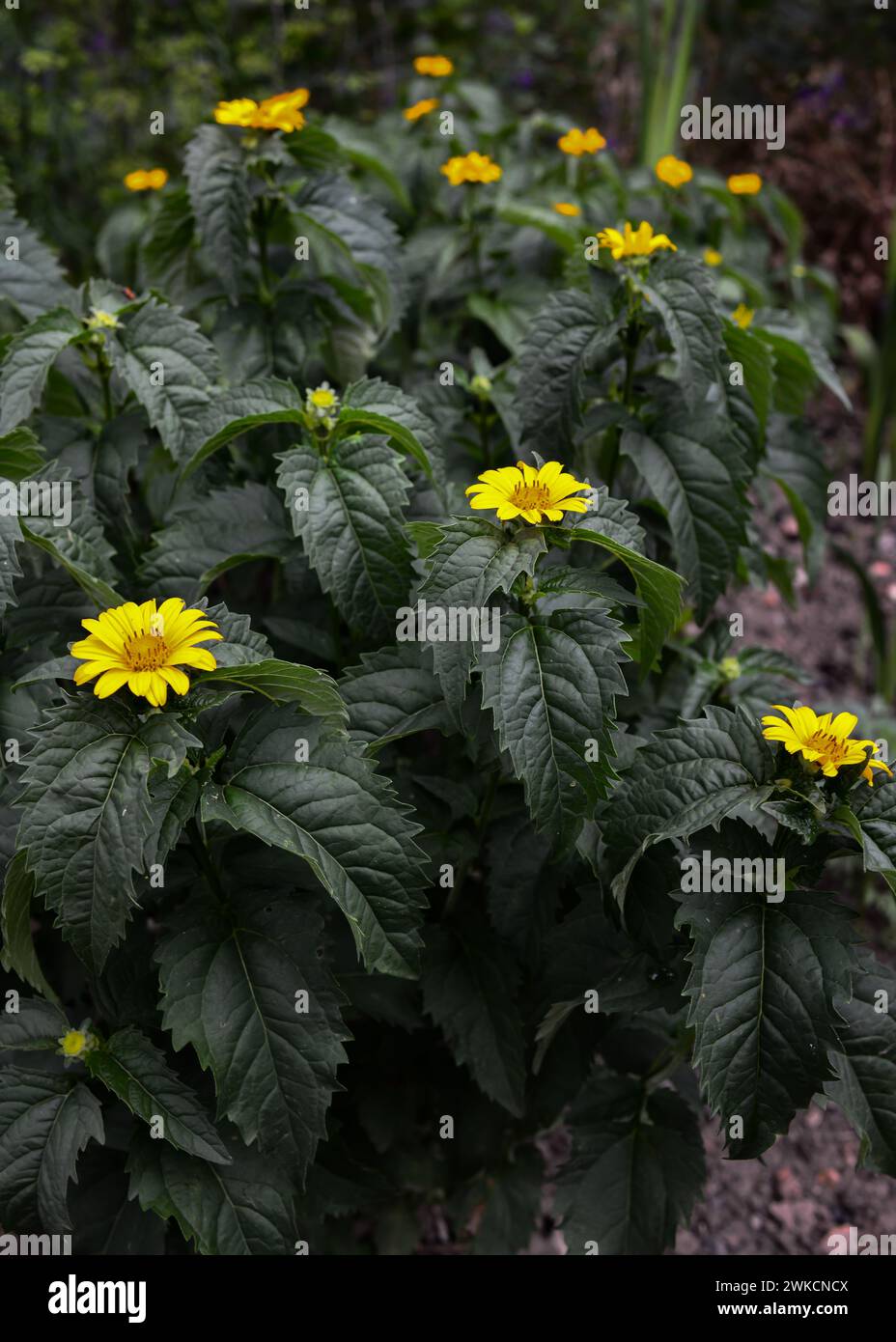 Bright yellow Heliopsis flowers bloom in the garden. Stock Photo