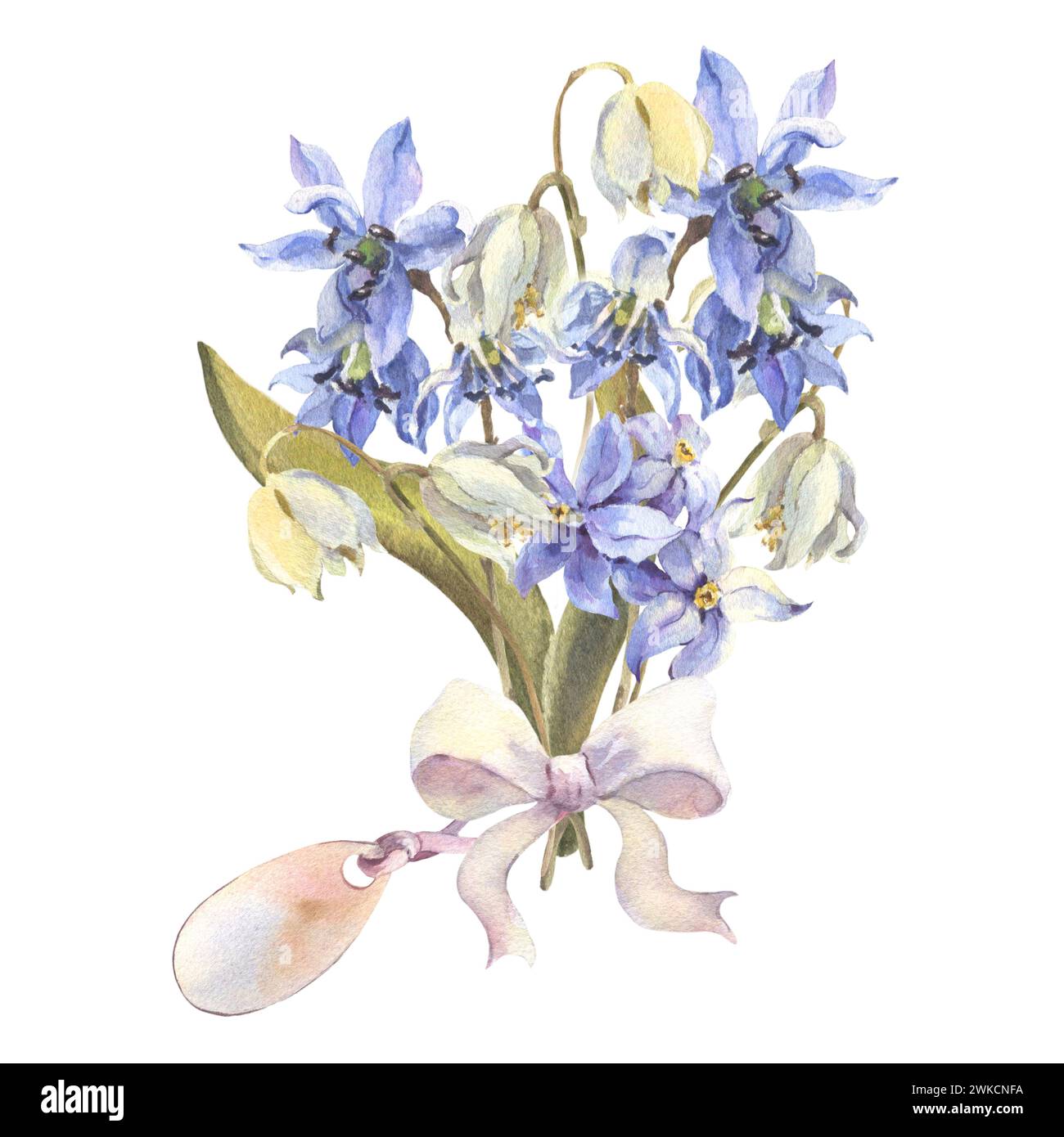 Watercolor Spring flowers bouquet. Blue Scilla flowers, lily isolated on white background. Forest flowers liverwort, scilla, coppice. Illustration of Stock Photo