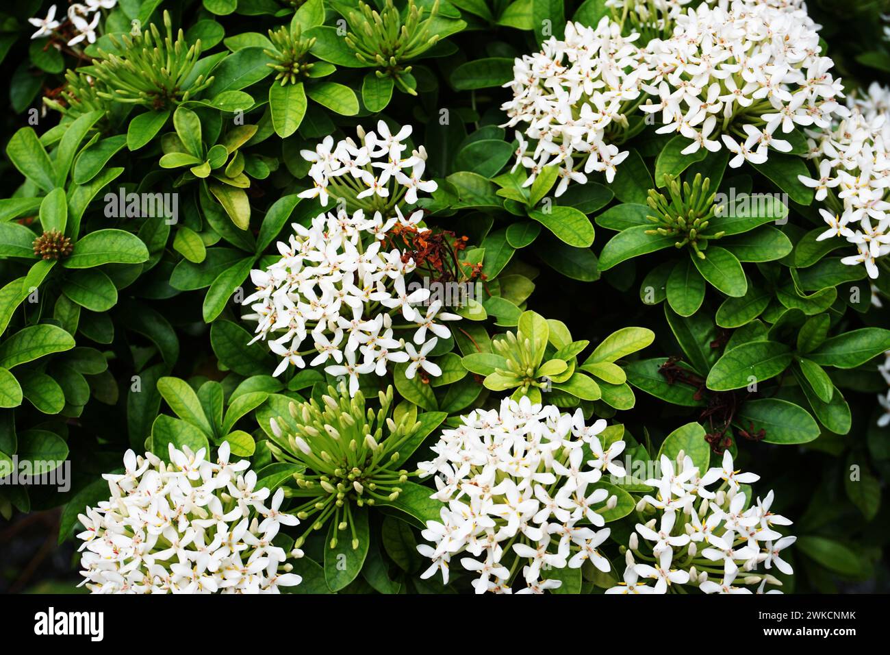 Close up of white spike flower bouquet on nature background Stock Photo