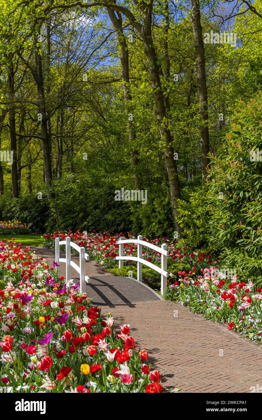 Keukenhof flower garden - largest tulip park in world, Lisse ...