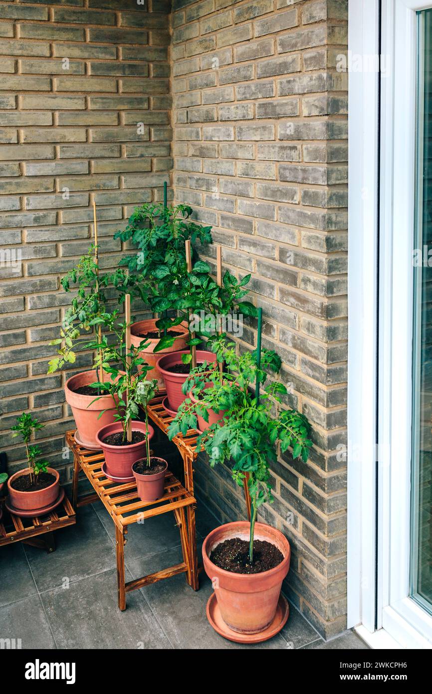 Vegetable garden on balcony corner of apartment with plants growing on ceramic pots Stock Photo