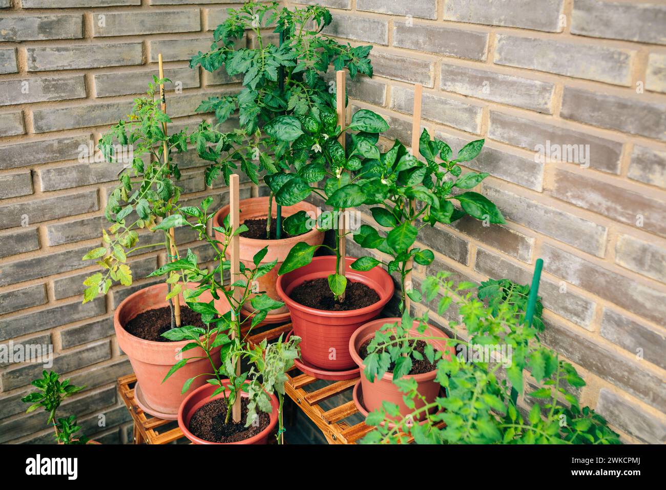 Vegetable garden on balcony corner of apartment with plants growing on ceramic pots Stock Photo