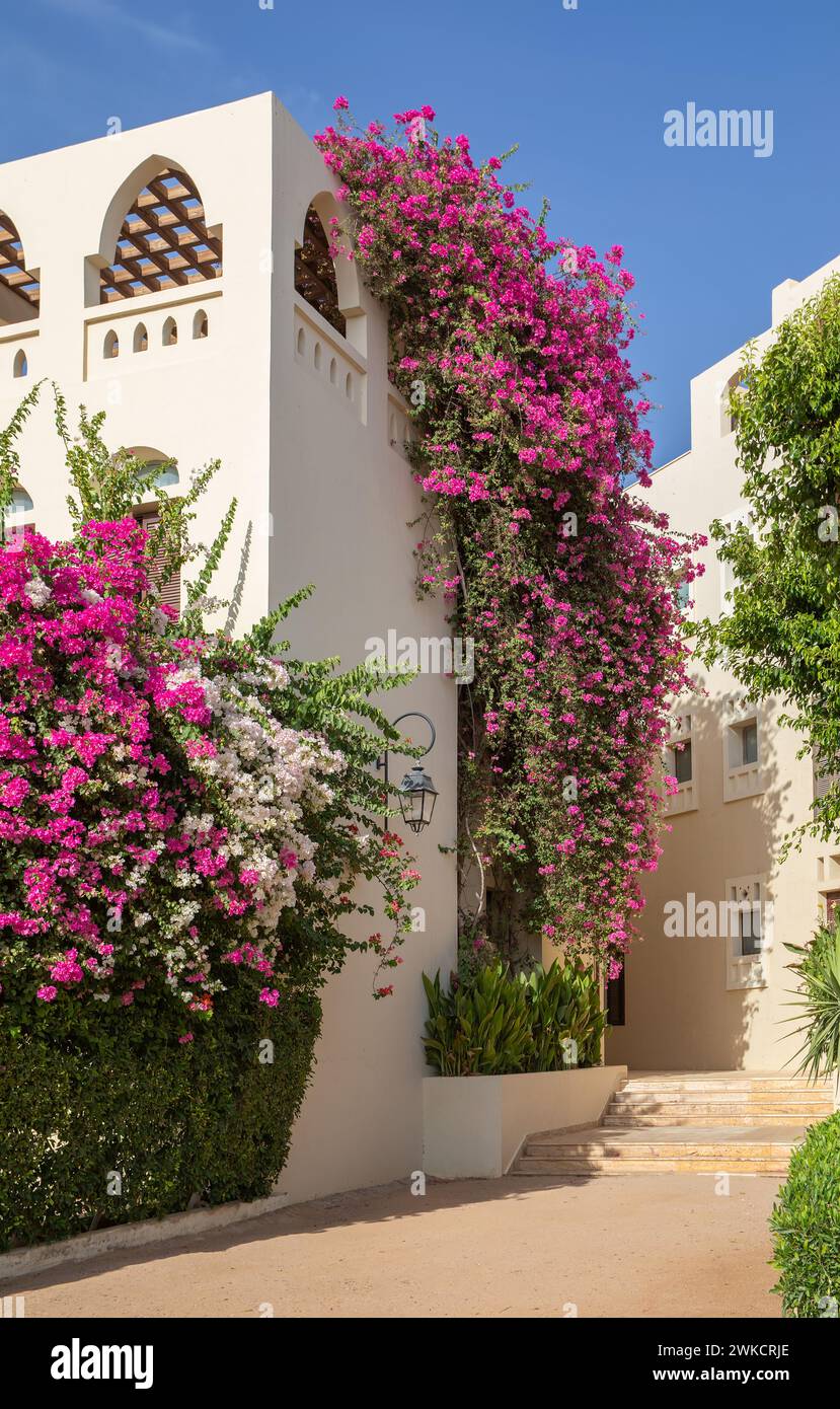 Colorful view of  buildings and bougainvillea flowers in Tala bay, Aqaba, Jordan Stock Photo
