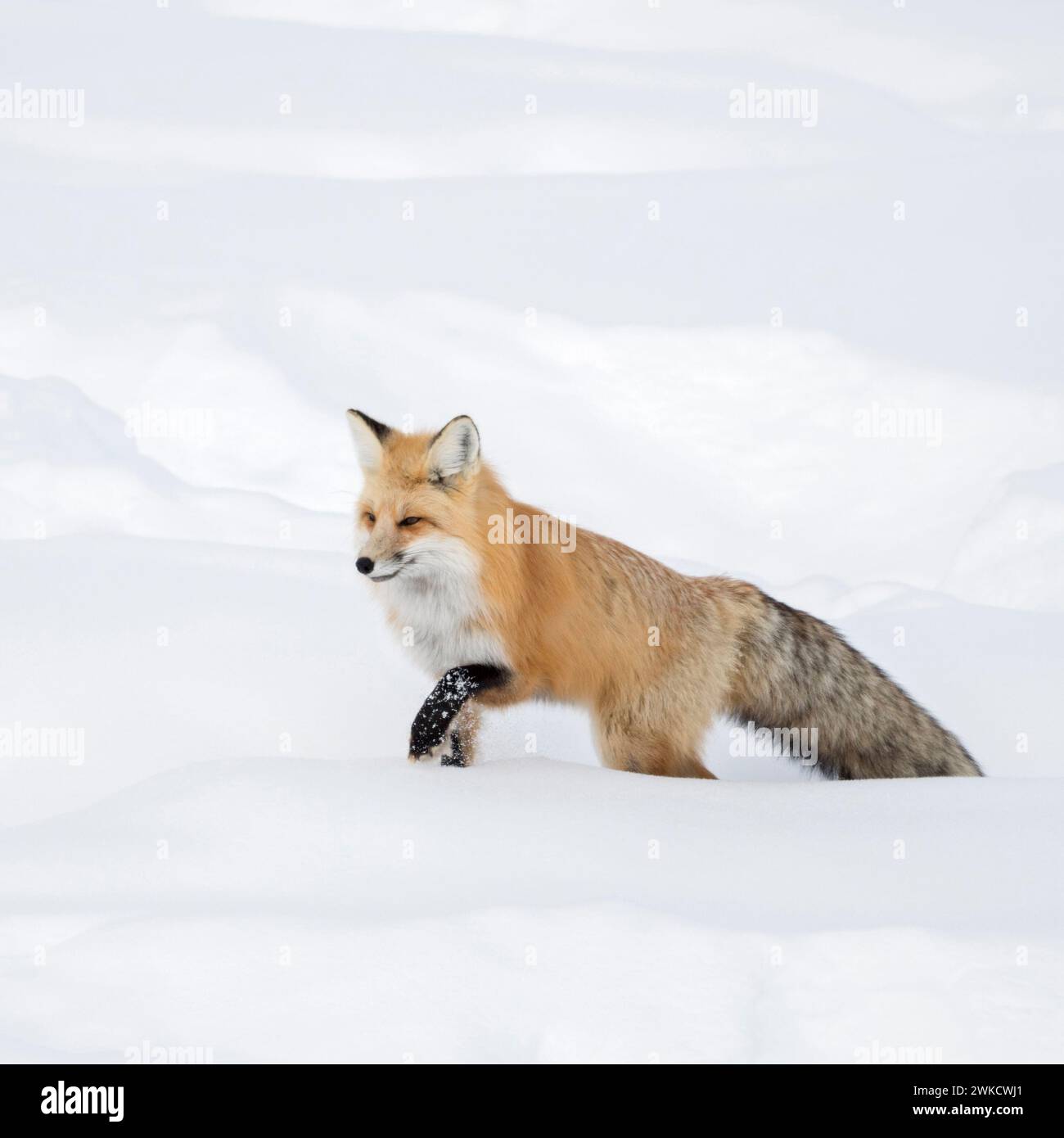 American Red Fox ( Vulpes vulpes fulva ) in winter, running through deep snow, Yellowstone NP, Wyoming, USA. Stock Photo