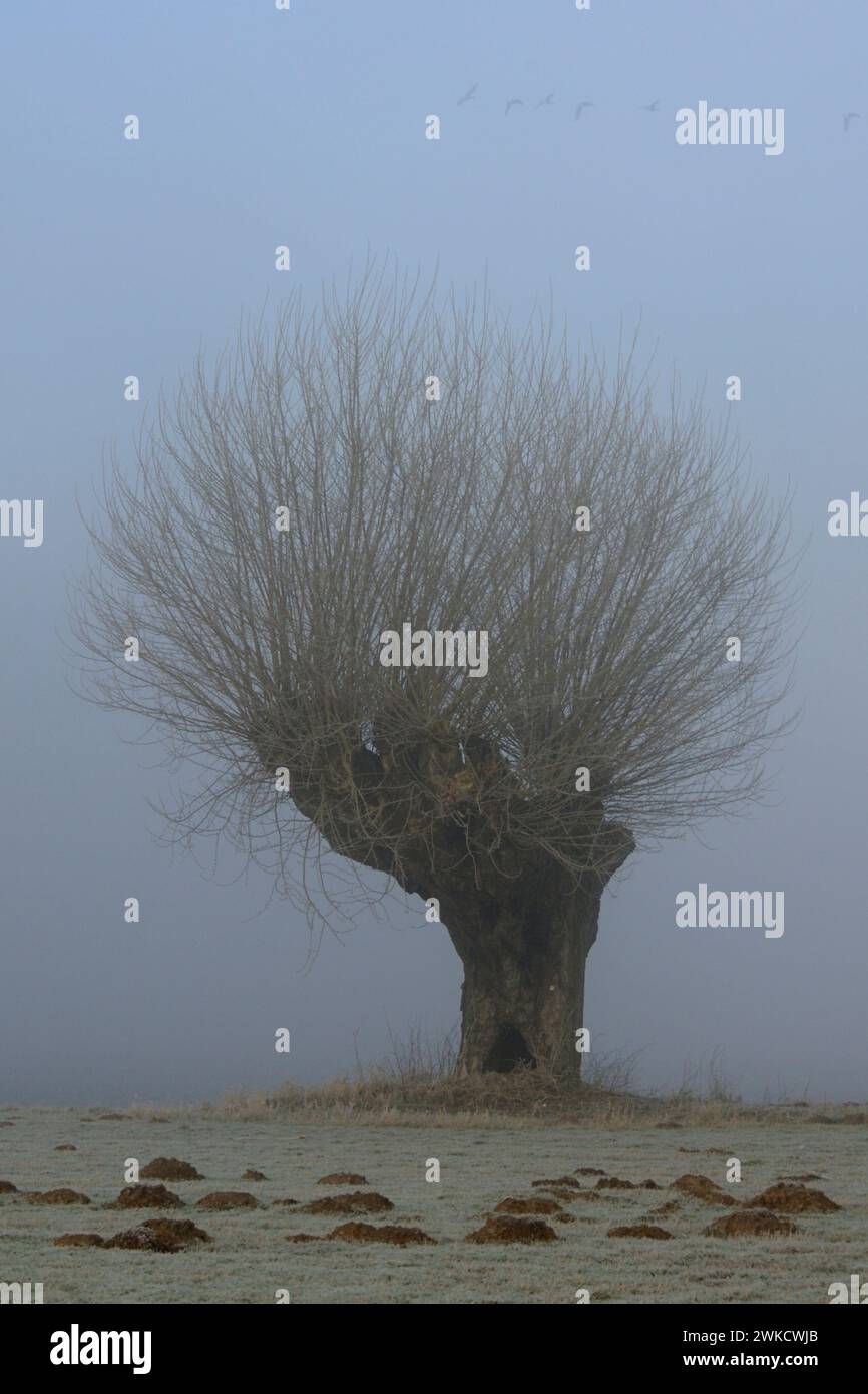 Old Pollard Willow with flying wild geese above on a foggy morning with hoarfrost, Lower Rhine Region, Germany. Stock Photo