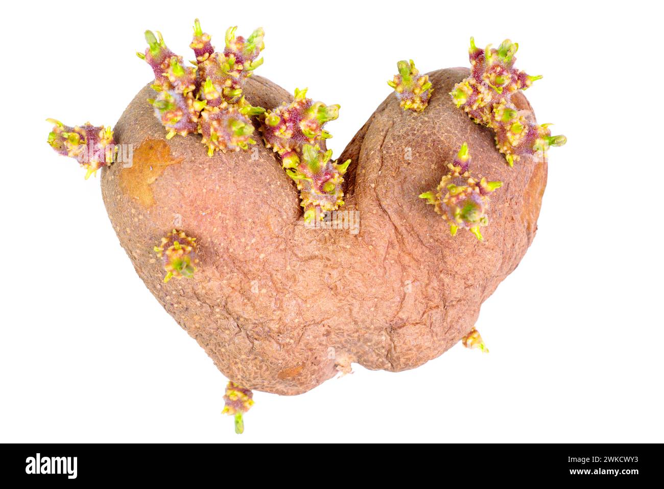 Heart-shaped potato sprouting with shoots, ready for planting, isolated on white background. Hobby, gardening, cultivation, sustainability and renewal Stock Photo
