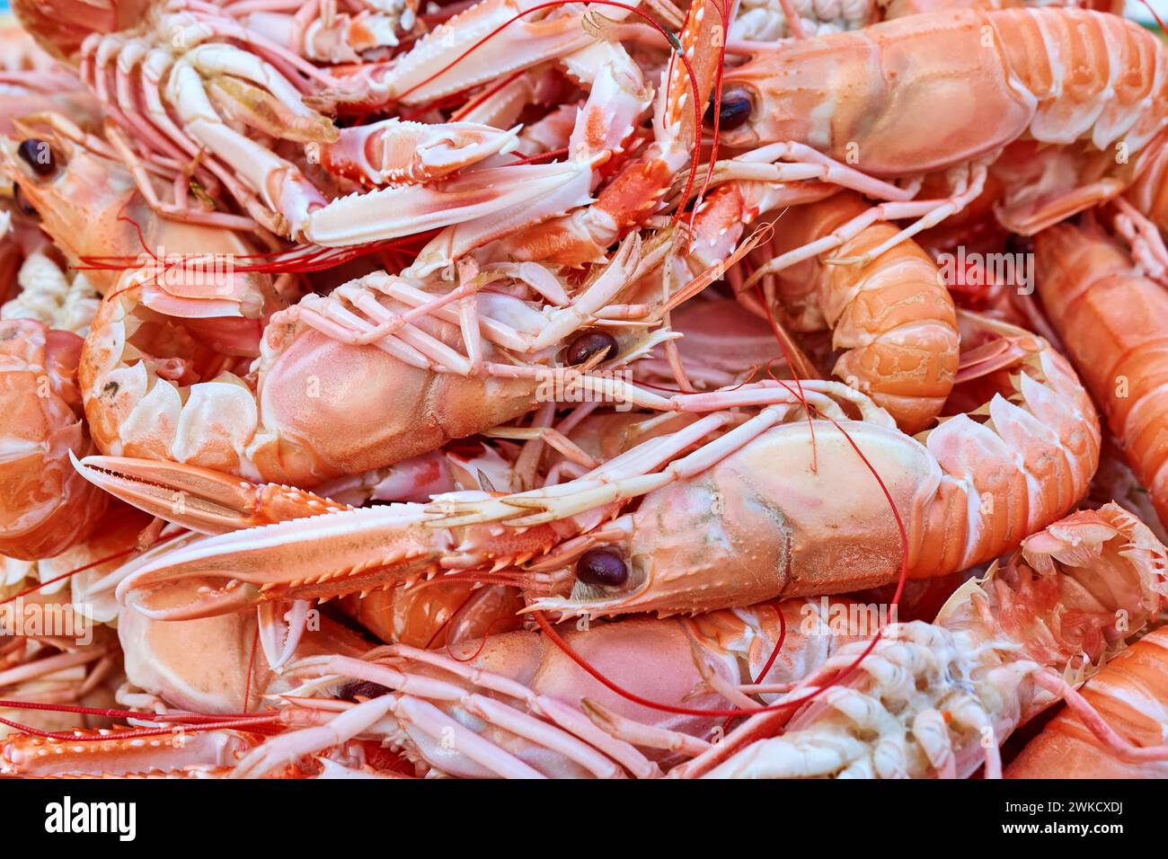 Boiled Norway lobster (Nephrops norvegicus), Laesoe, Denmark Stock Photo