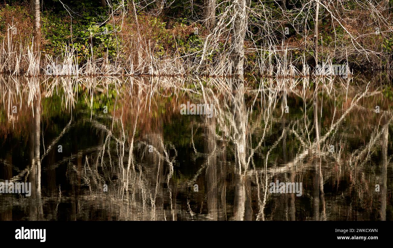 Warm tone reflections in the water of the tall trees and bushes growing on the bank of the pond. Stock Photo