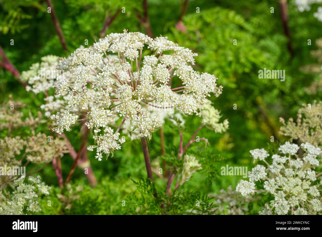selinum wallichianum, Wallich milk parsley, fern leaved plants, large, creamy white umbels Stock Photo