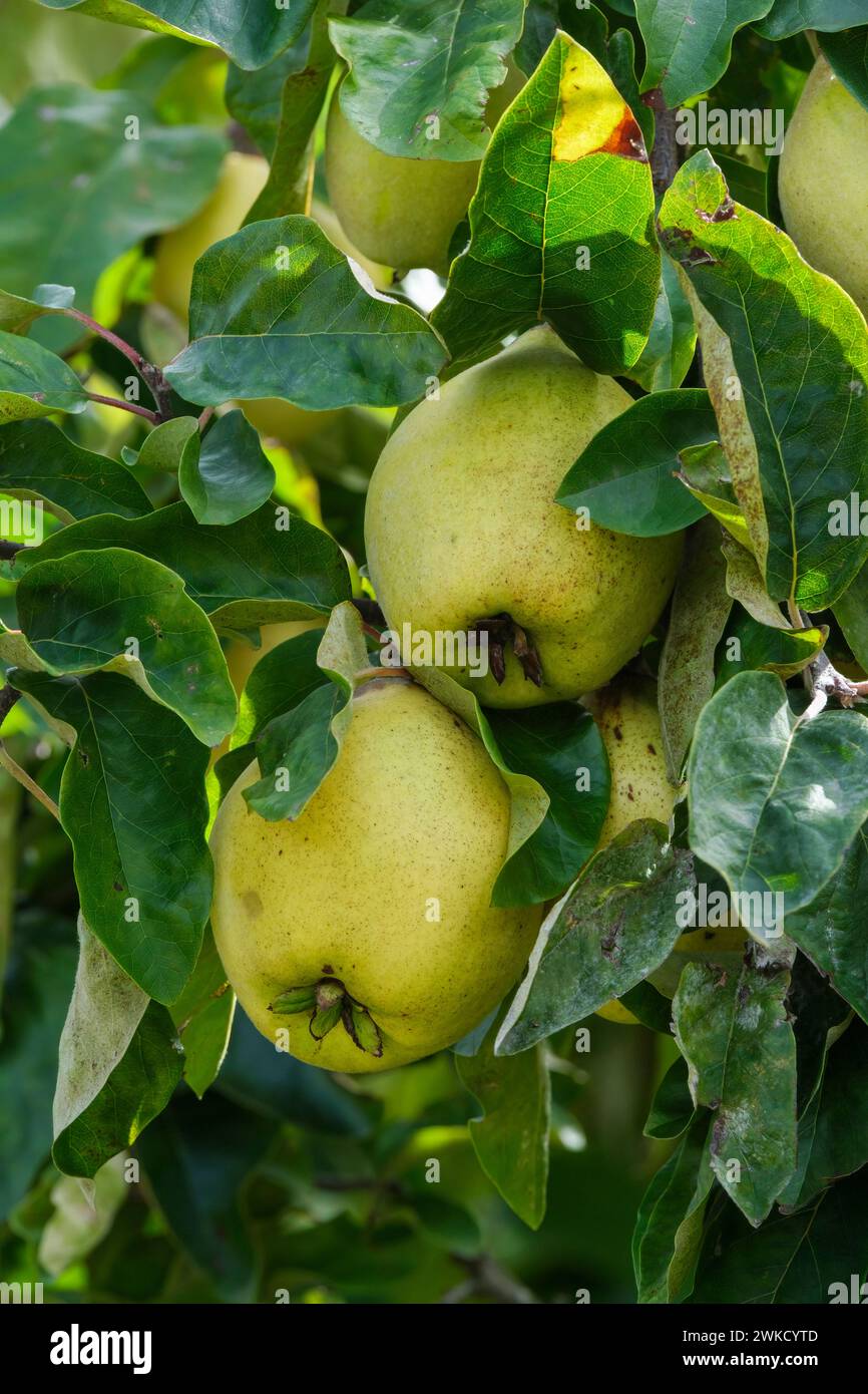 Cydonia oblonga Agvambari, , quince, pear shaped fruit growing oin the tree Stock Photo