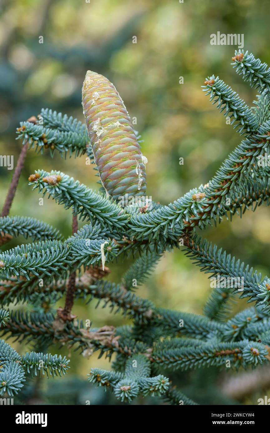 Moroccan Fir, Abies pinsapo ssp. marocana, Abies marocana, resin covered cones growing on tree Stock Photo