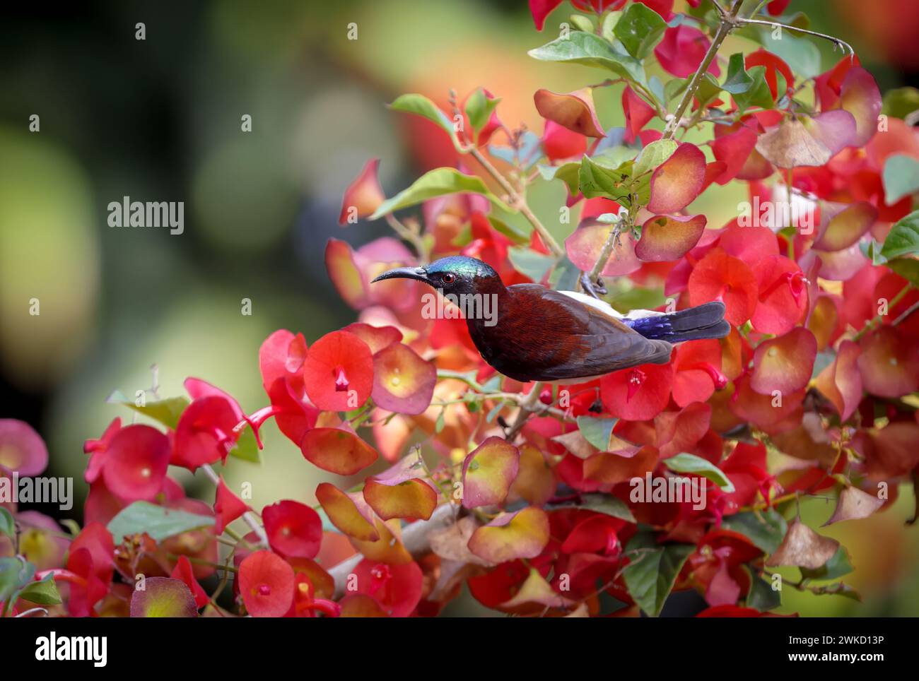 a purple rumped sunbird foraging on a flowering plant.purple-rumped sunbird is a sunbird endemic to the Indian Subcontinent. Stock Photo
