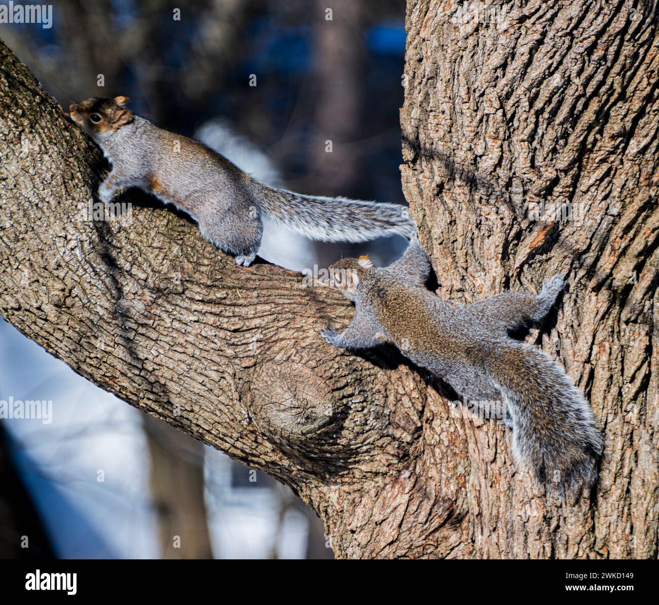 The two squirrels standing and sitting on a tree branch. Stock Photo