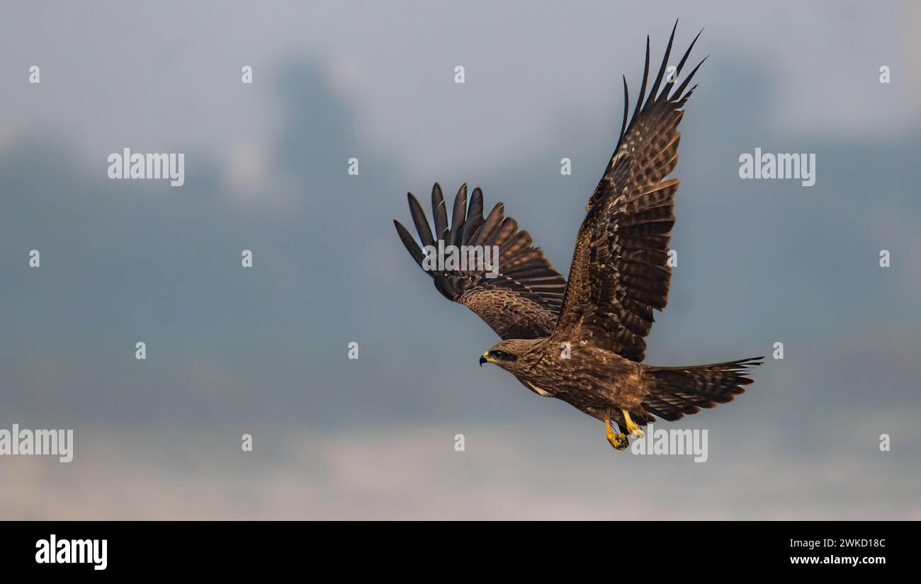 Majestic Flight: Eagle Soaring with Precision and Grace Stock Photo