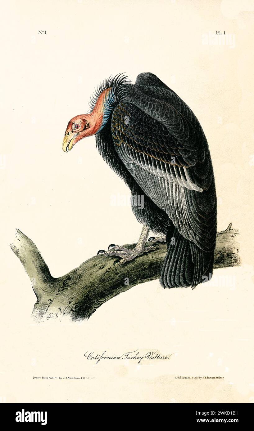 Turkey Vulture (Gymnogyps, californianus, also known as California condor). Created by J.J. Audubon: Birds of America, Ph Stock Photo