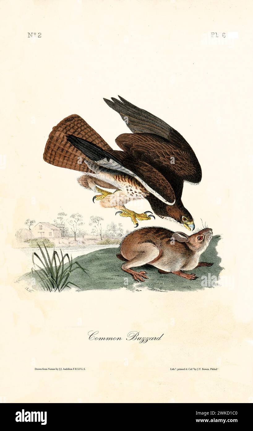 Old engraved illustration of Common buzzard (Buteo buteo). Created by J.J. Audubon: Birds of America, Philadelphia, 1840 Stock Photo