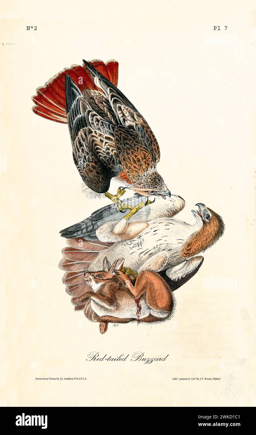 Old engraved illustration of Red-tailed buzzard (Buteo jamaicensis, also known as Red-tailed hawk). J.J. Audubon: Birds of America, Philadelphia, 1894 Stock Photo