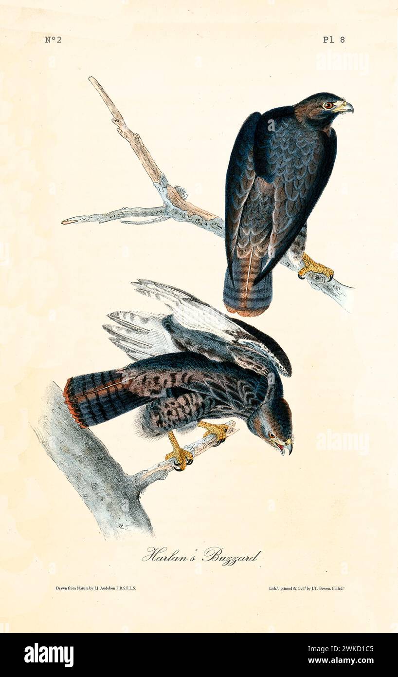 Harlan’s buzzard (Buteo jamaicensis harlani, also known as Red-tailed hawk). Created by J.J. Audubon: Birds of America, Philadelphia, 1840 Stock Photo