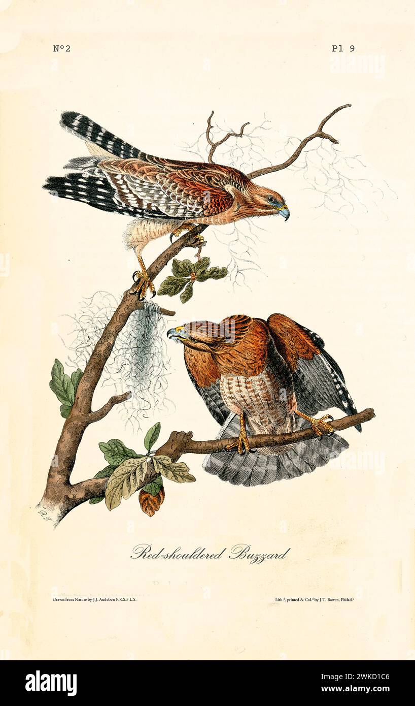 Red-shouldered buzzard (Buteo lineatus, also known as Red-shouldered hawk). Created by J.J. Audubon: Birds of America, Philadelphia, 1840 Stock Photo