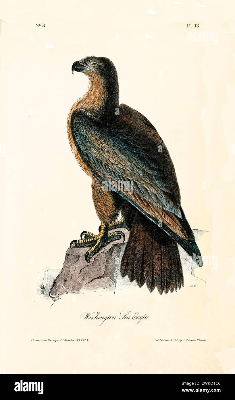Old engraved illustration of Washington sea eagle (Falco washingtonii ?). Created by J.J. Audubon: Birds of America, Philadelphia, 1840 Stock Photo