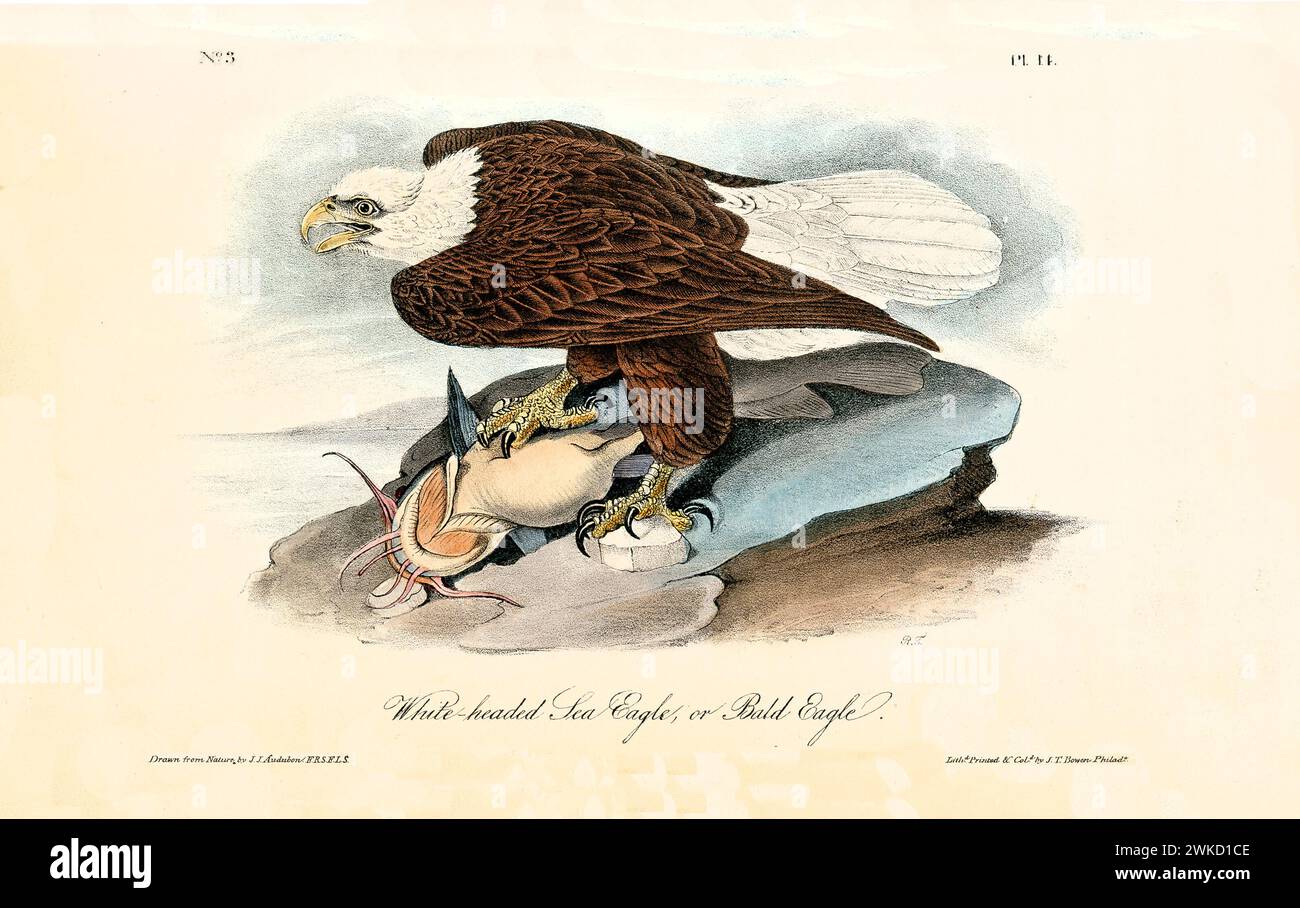 Old engraved illustration of White-headed sea eagle or Bald eagle (Haliaeetus leucocephalus). Created by J.J. Audubon: Birds of America, Philadelphia, Stock Photo