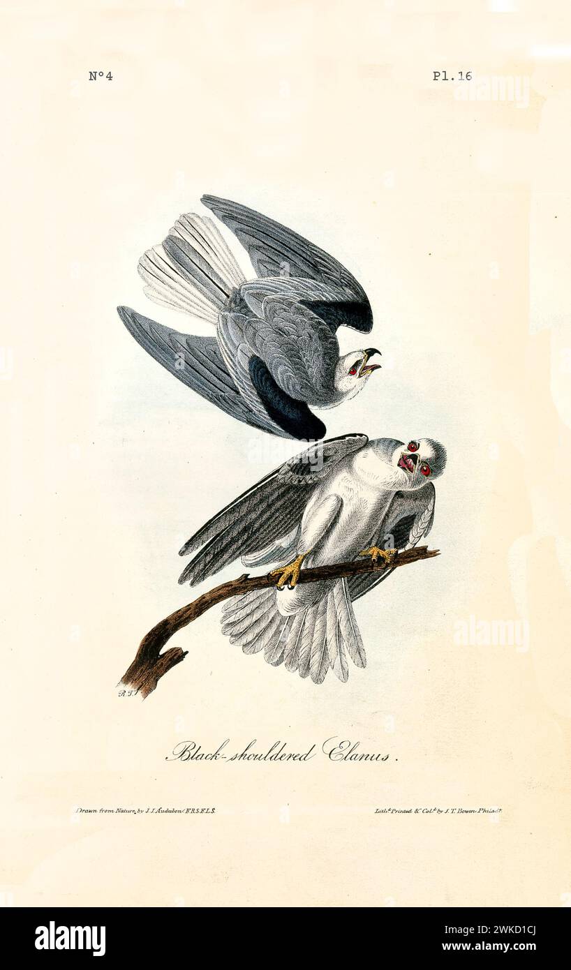 Old engraved illustration of Common Blak-shouldered kite (Elanus axillaris). Created by J.J. Audubon: Birds of America, Philadelphia, 1840 Stock Photo