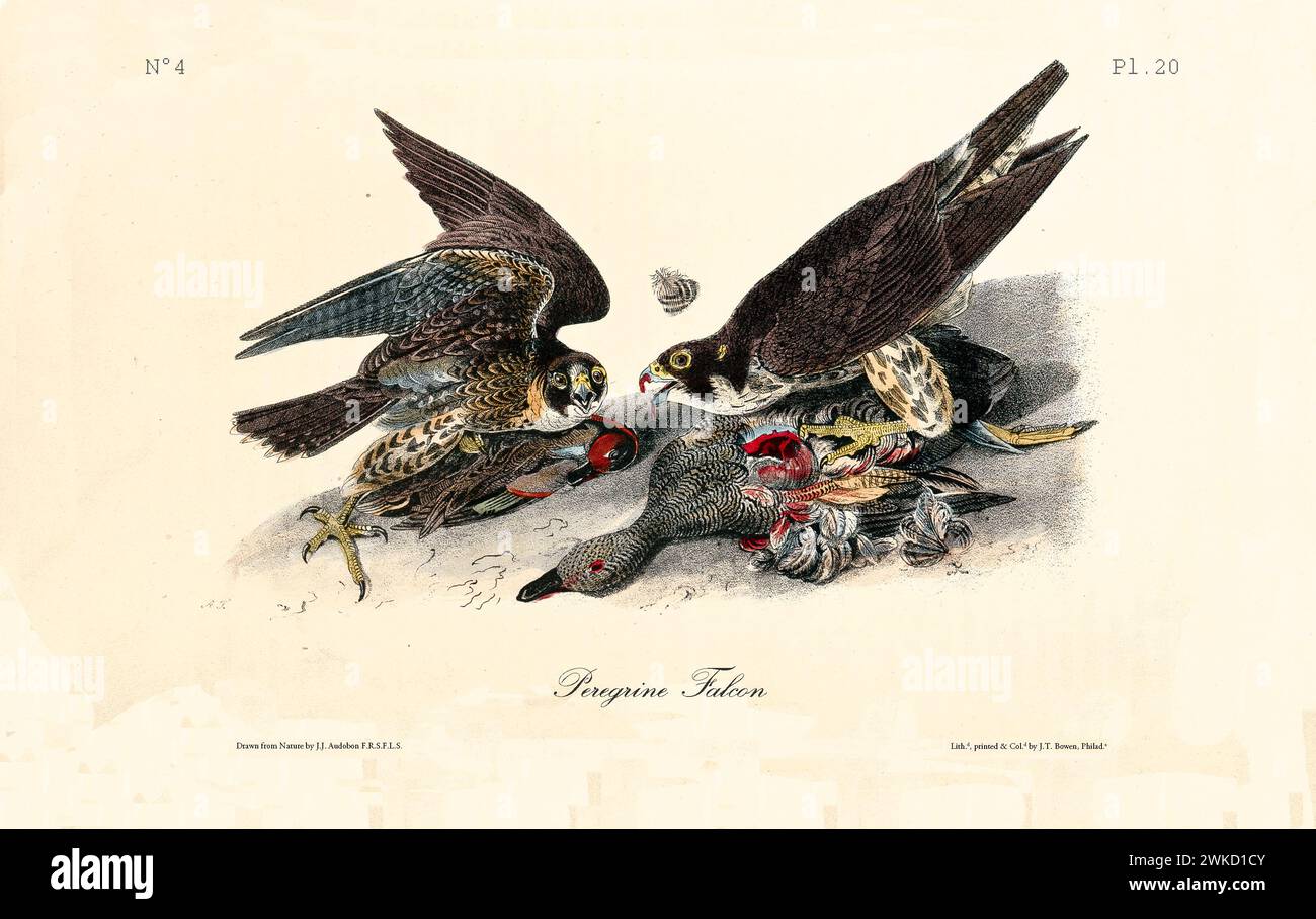 Old engraved illustration of Peregrine Falcon (Falco peregrinus). Created by J.J. Audubon: Birds of America, Philadelphia, 1840 Stock Photo
