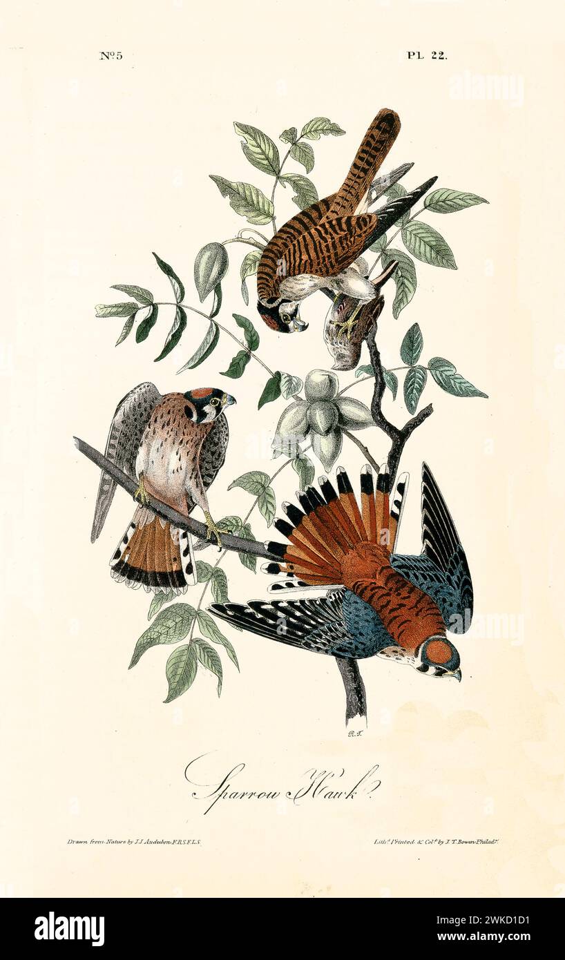 Old engraved illustration of Sparrow hawk (Falco sparverius, also known as American kestrel). By J.J. Audubon: Birds of America, Philadelphia, 1840 Stock Photo
