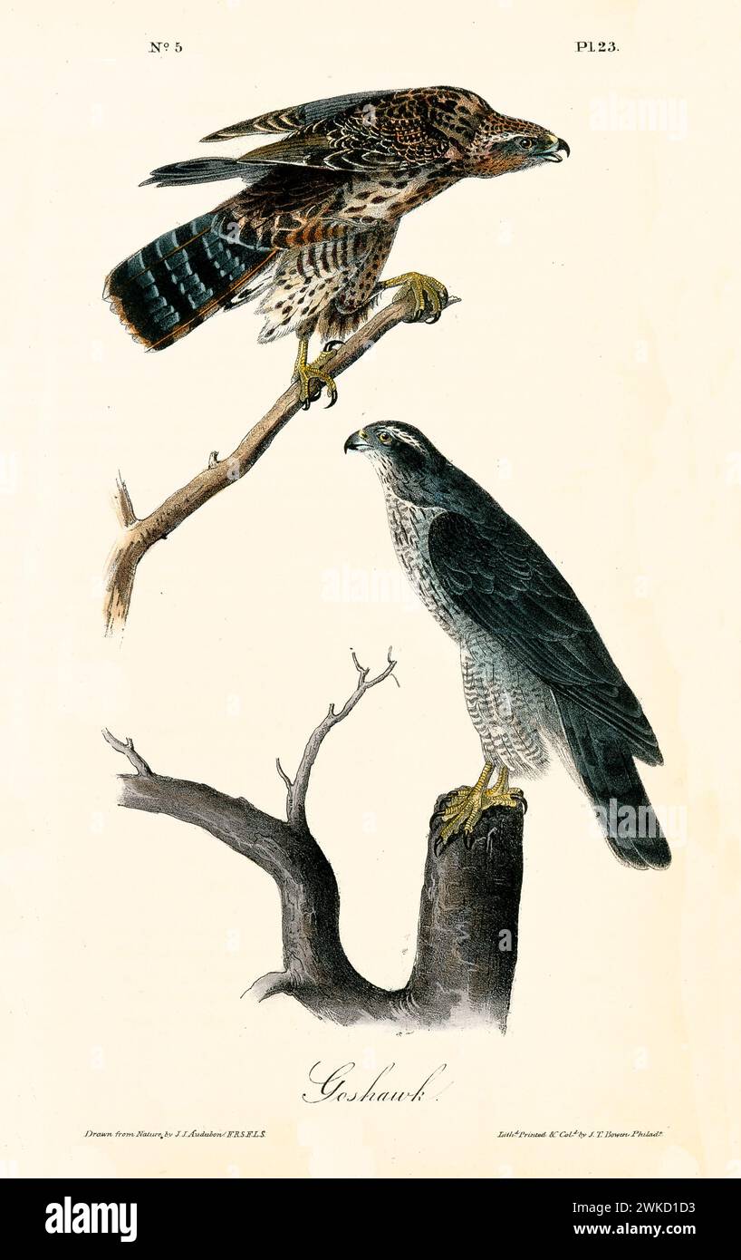 Old engraved illustration of Goshawk (Accipiter atricapillus). Created by J.J. Audubon: Birds of America, Philadelphia, 1840 Stock Photo