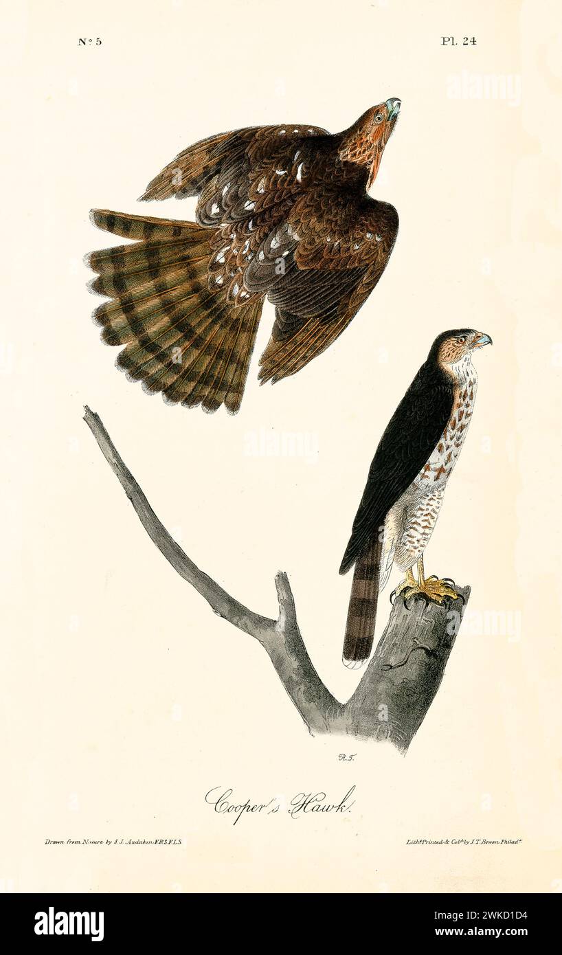 Old engraved illustration of Cooper’s hawk (Accipiter cooperi). Created by J.J. Audubon: Birds of America, Philadelphia, 1840 Stock Photo