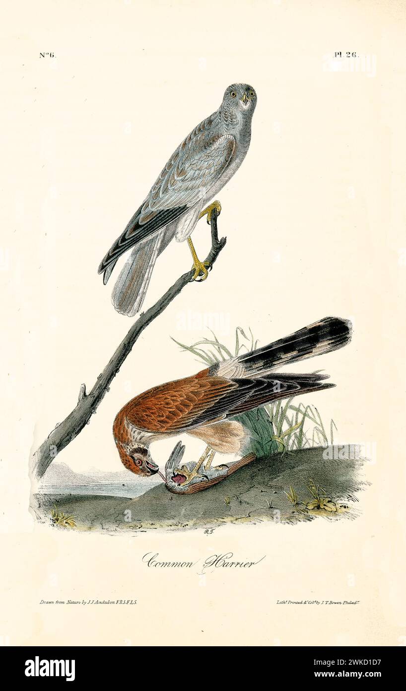 Old engraved illustration of Common harrier (Circus hudsonius). Created by J.J. Audubon: Birds of America, Philadelphia, 1840 Stock Photo