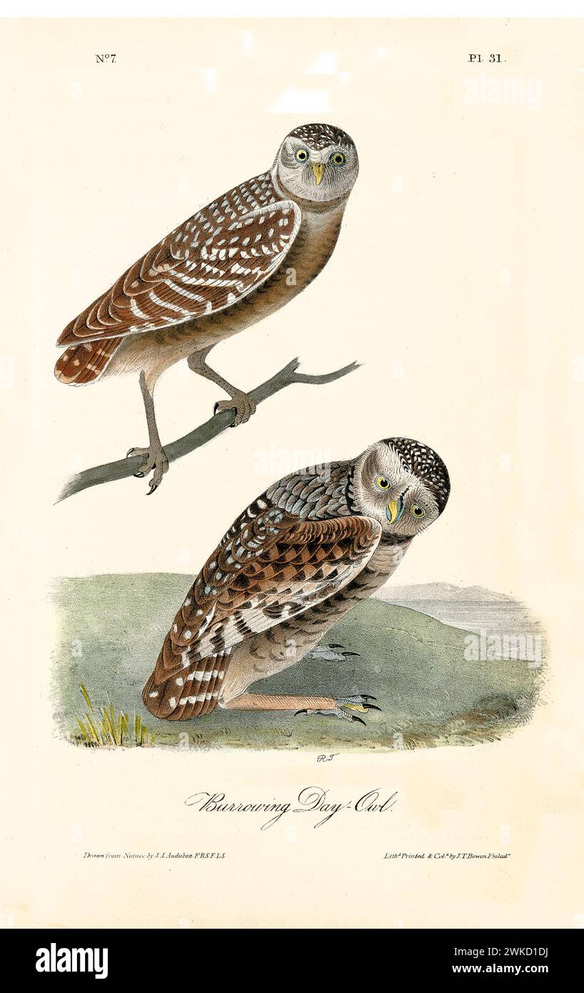 Old engraved illustration of Columbian day-owl (Athene cunicularia). Created by J.J. Audubon: Birds of America, Philadelphia, 1840 Stock Photo