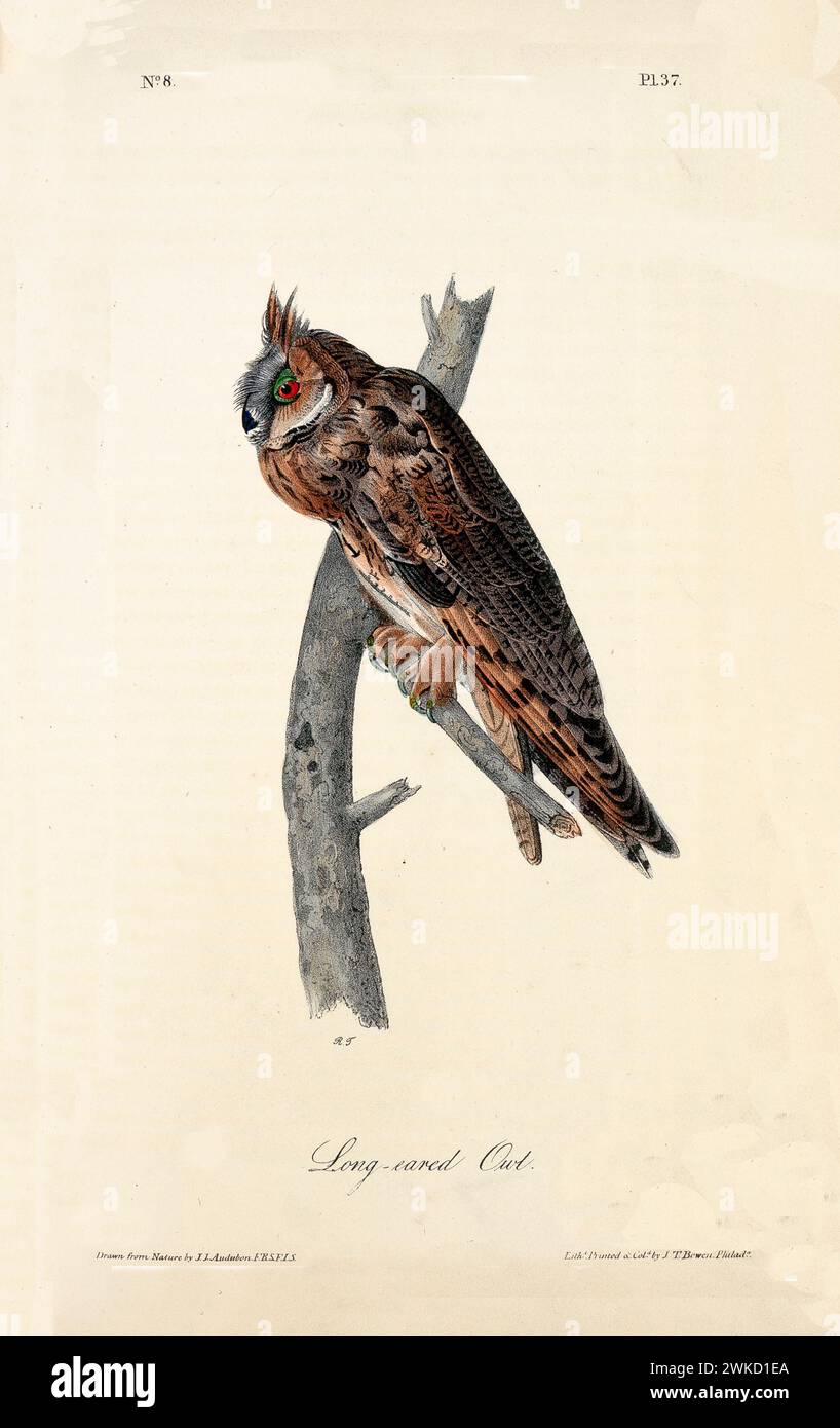 Old engraved illustration of Long-eared owl (Asio otus). Created by J.J. Audubon: Birds of America, Philadelphia, 1840 Stock Photo