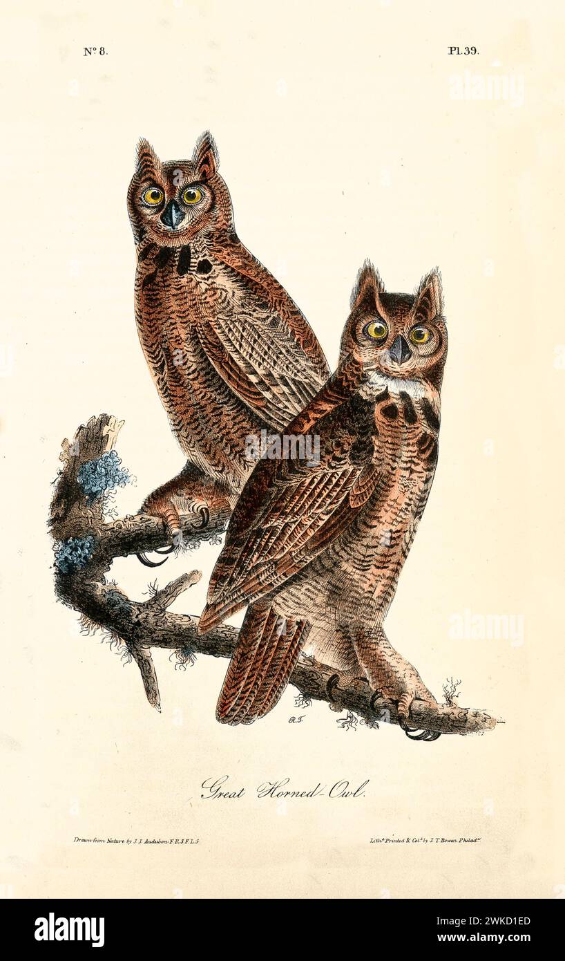 Old engraved illustration of Great horned owl (Bubo virginianus). Created by J.J. Audubon: Birds of America, Philadelphia, 1840 Stock Photo