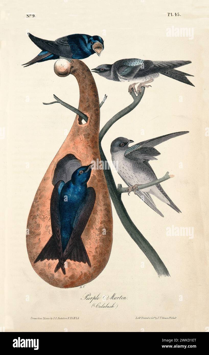 Old engraved illustration of Purple martin (Progne subis). Created by J.J. Audubon: Birds of America, Philadelphia, 1840 Stock Photo