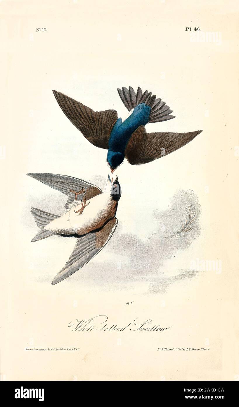 White bellied swallow (Hirundo rustica; also known as Barn swallow). Created by J.J. Audubon: Birds of America, Philadelphia, 1840 Stock Photo