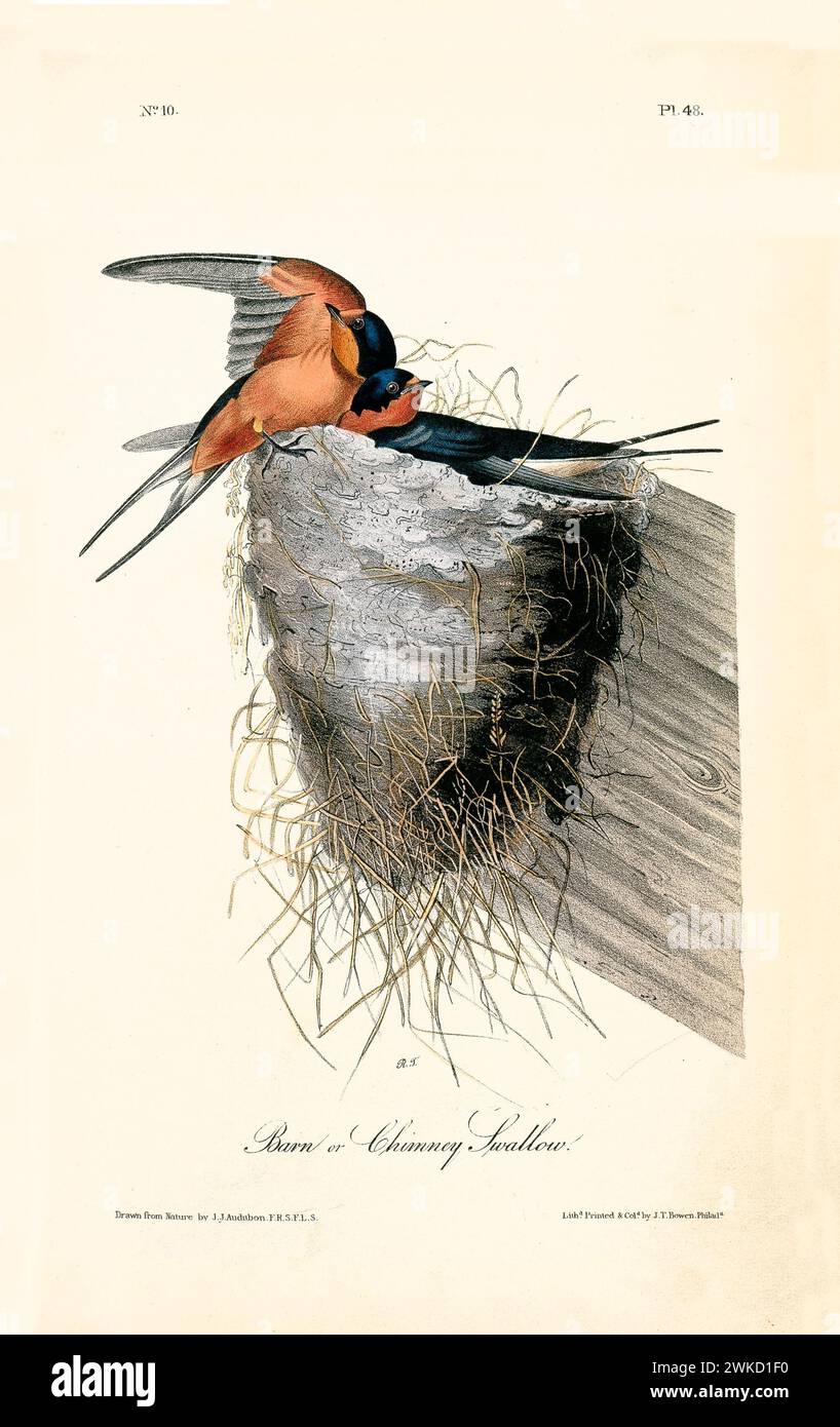 Barn or Chimney swallow (Cecropis semirufa; also known as Red-breasted swallow). Created by J.J. Audubon: Birds of America, Philadelphia, 1840 Stock Photo