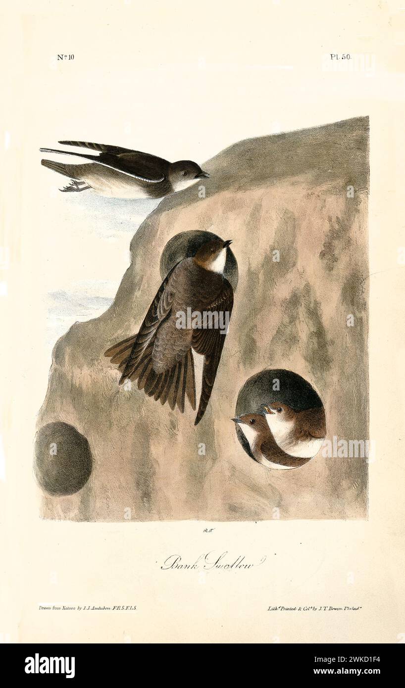 Old engraved illustration of Bank swallow (Riparia riparia; also known as Sand martin). Created by J.J. Audubon: Birds of America, Philadelphia, 1840 Stock Photo