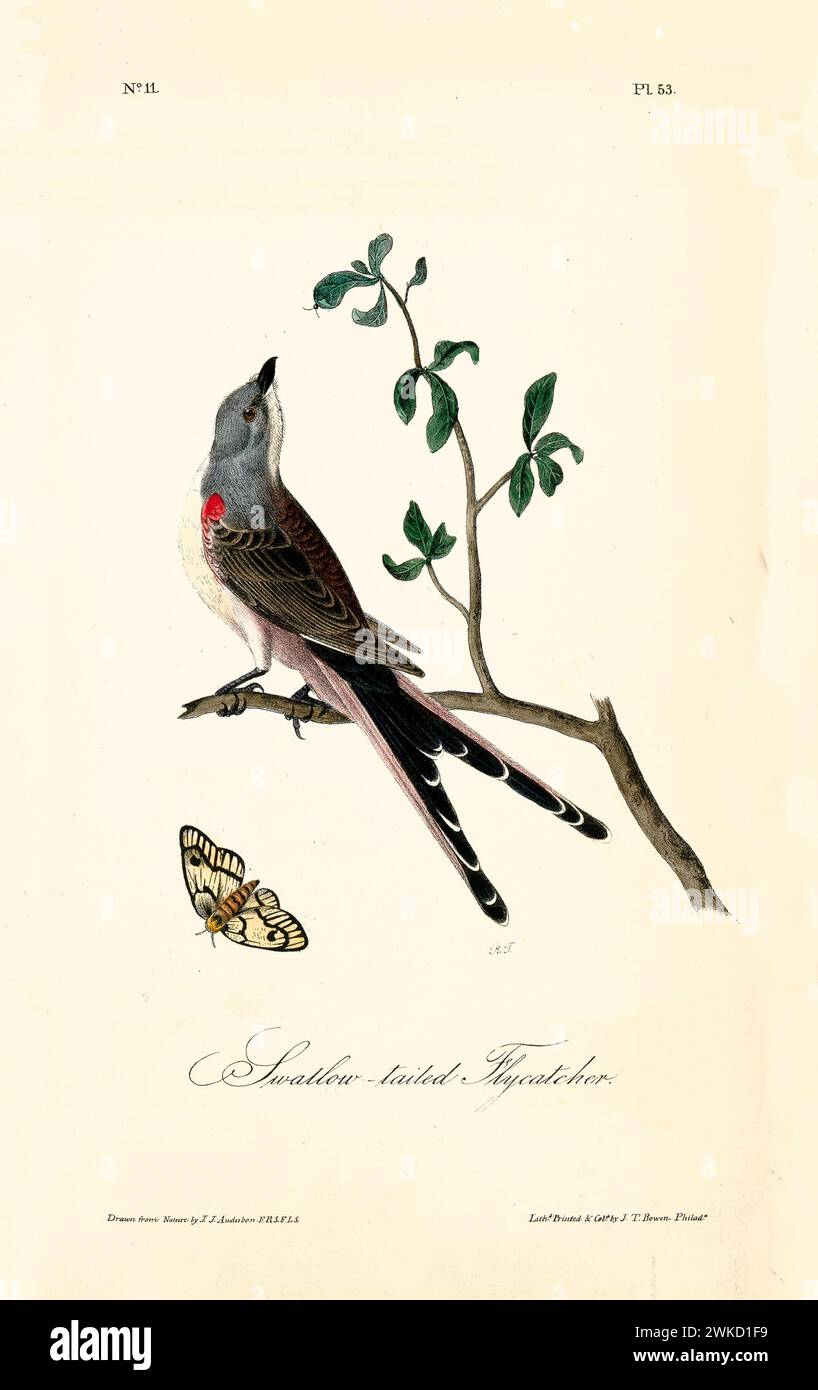 Swallow-tailed flycatcher (Tyrannus forficatus also known as Scissor-tailed flycatcher). Created by J.J. Audubon: Birds of America, Philadelphia, 1840 Stock Photo