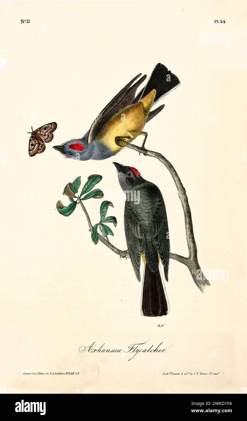 Arkansas flycatcher (Tyrannus verticalis; also known as Western kingbird). Created by J.J. Audubon: Birds of America, Philadelphia, 1840 Stock Photo