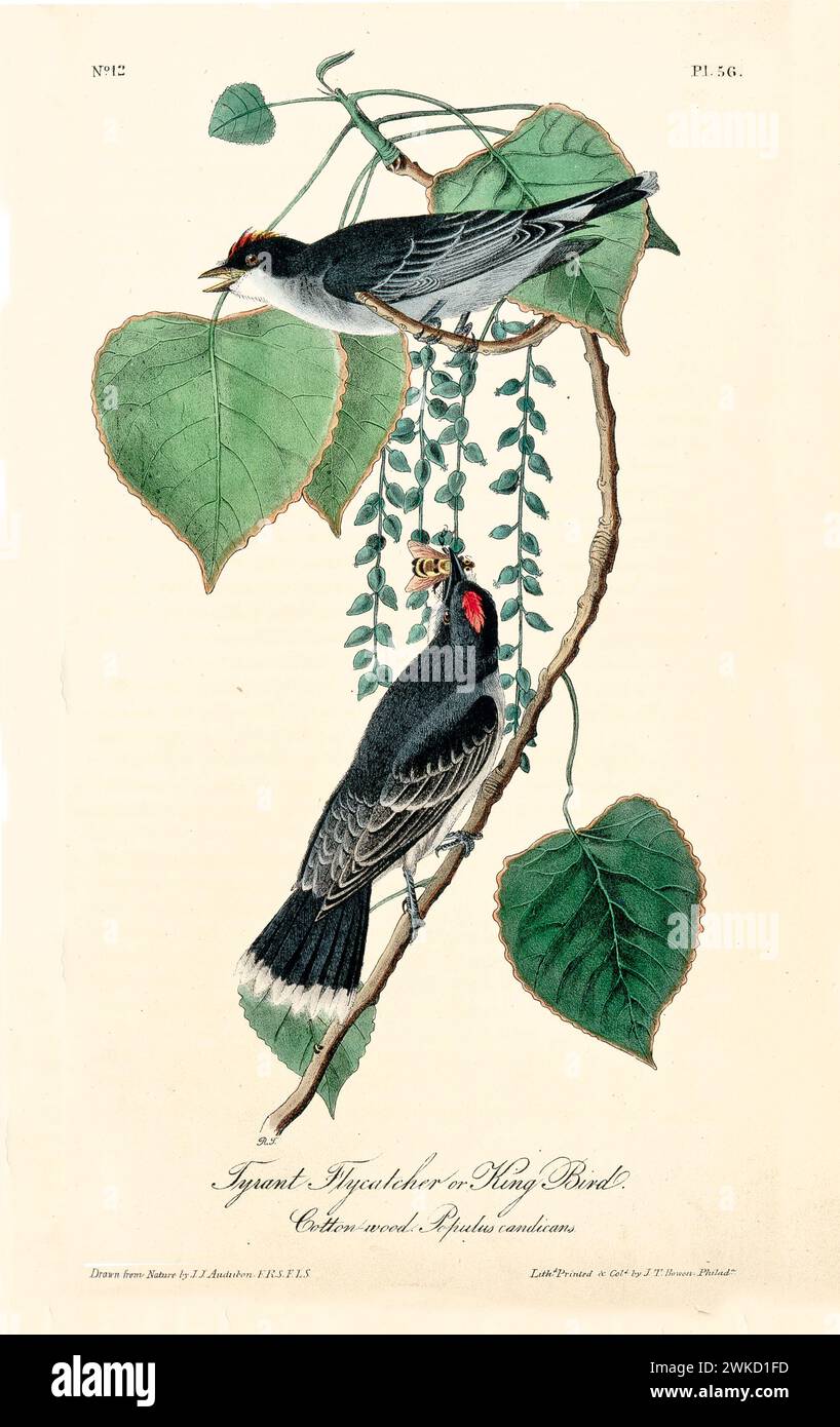 Tyrant flicatcher or King bird (?). Probably Eastern kingbird (Tyrannus tyrannus). Created by J.J. Audubon: Birds of America, Philadelphia, 1840 Stock Photo