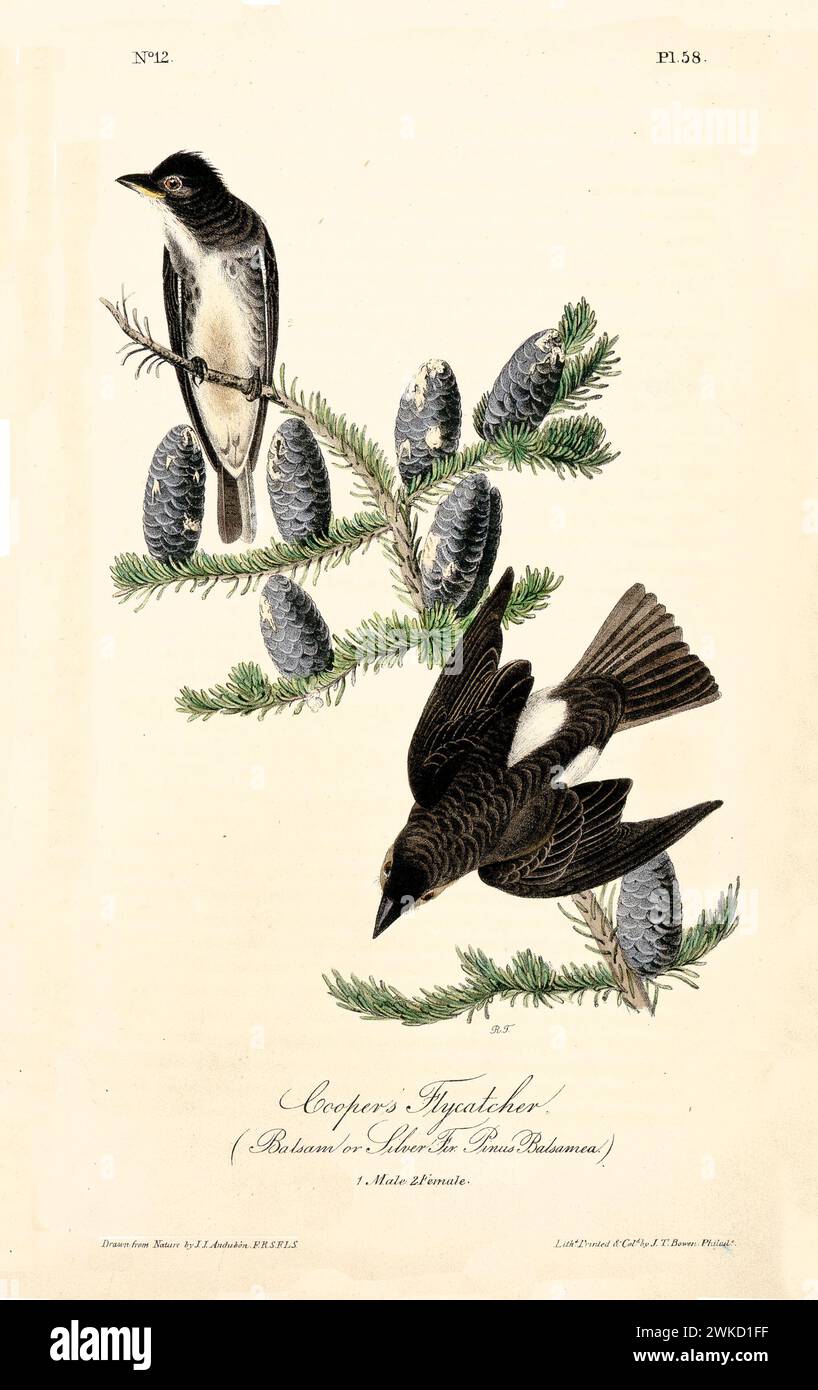 Cooper’s flycatcher (?). Probably Brown-crested flycatcher (Myiarchus tyrannulus) . Created by J.J. Audubon: Birds of America, Philadelphia, 1840 Stock Photo