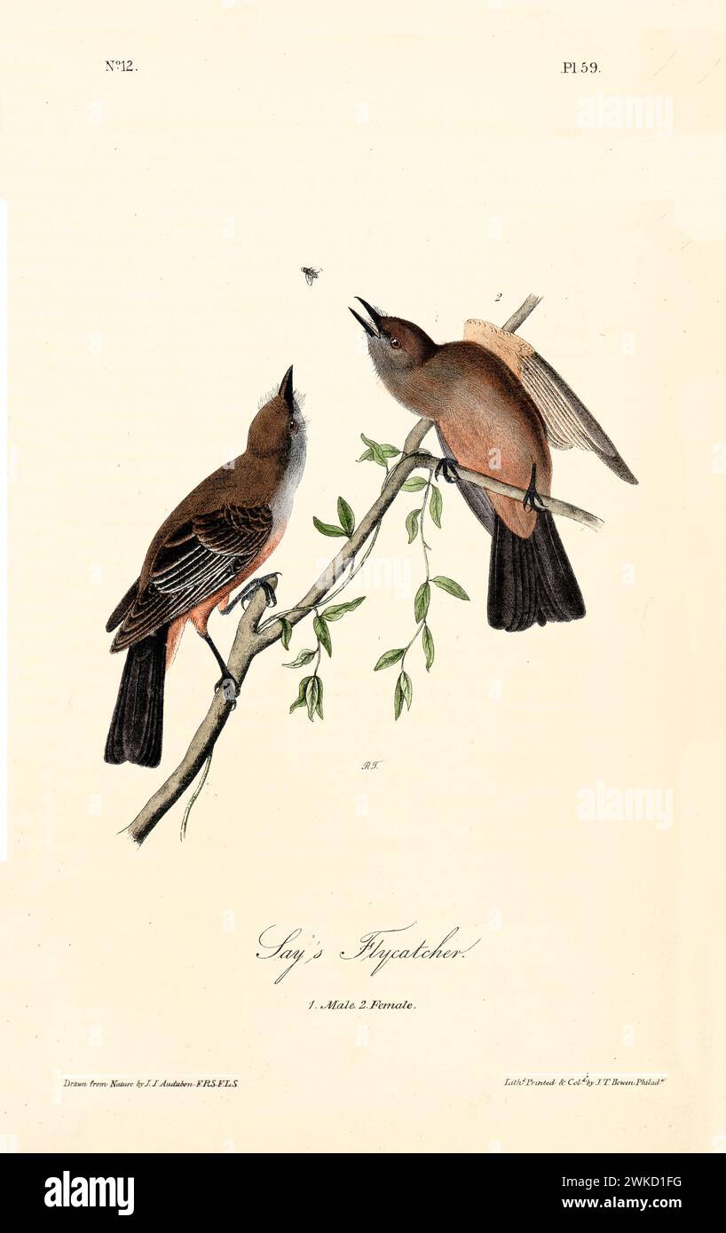 Engraved illustration of Say’s flycatcher (Sayornis saya; also known as Say’s phoebe). Created by J.J. Audubon: Birds of America, Philadelphia, 1840 Stock Photo