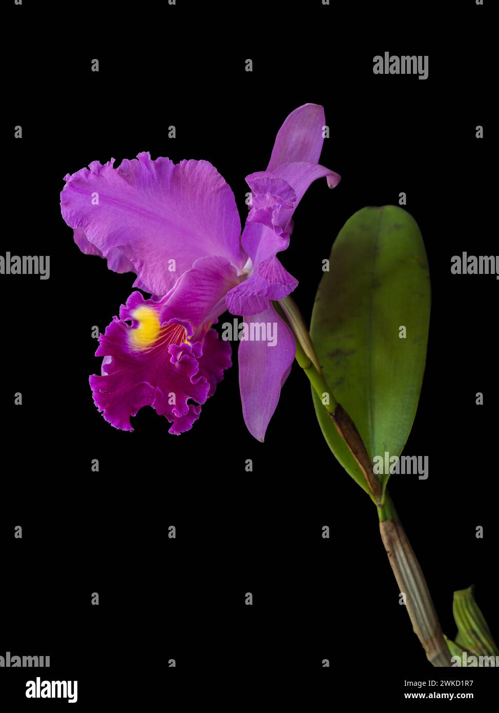 Closeup vertical view of spectacular bright purple pink and golden yellow cattleya hybrid orchid flower isolated on black background Stock Photo