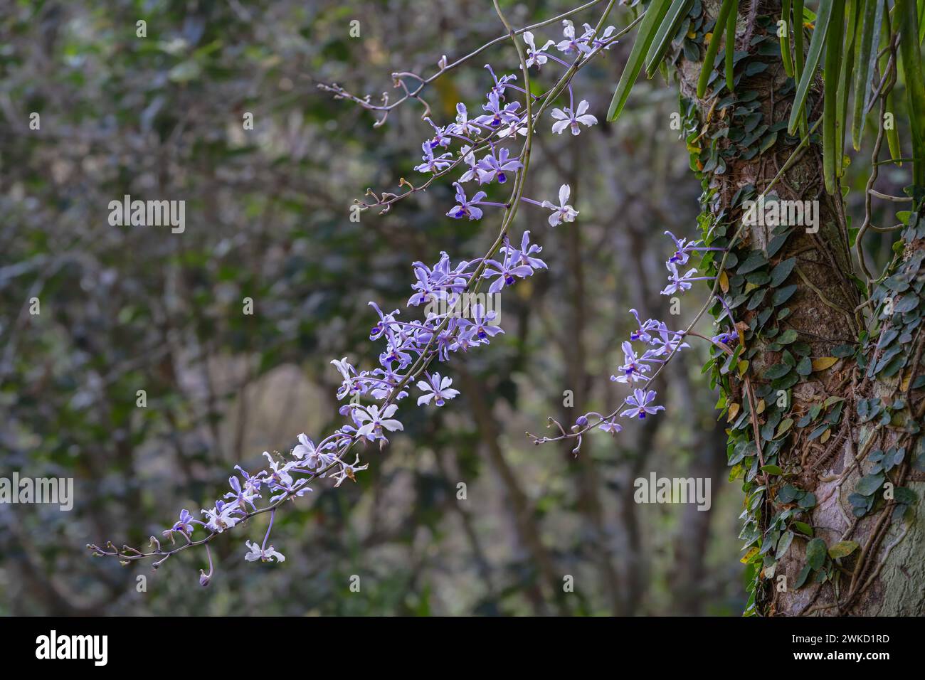 Closeup view of bright purple blue flowers of wild epiphytic tropical orchid species vanda coerulescens isolated outdoors on natural background Stock Photo