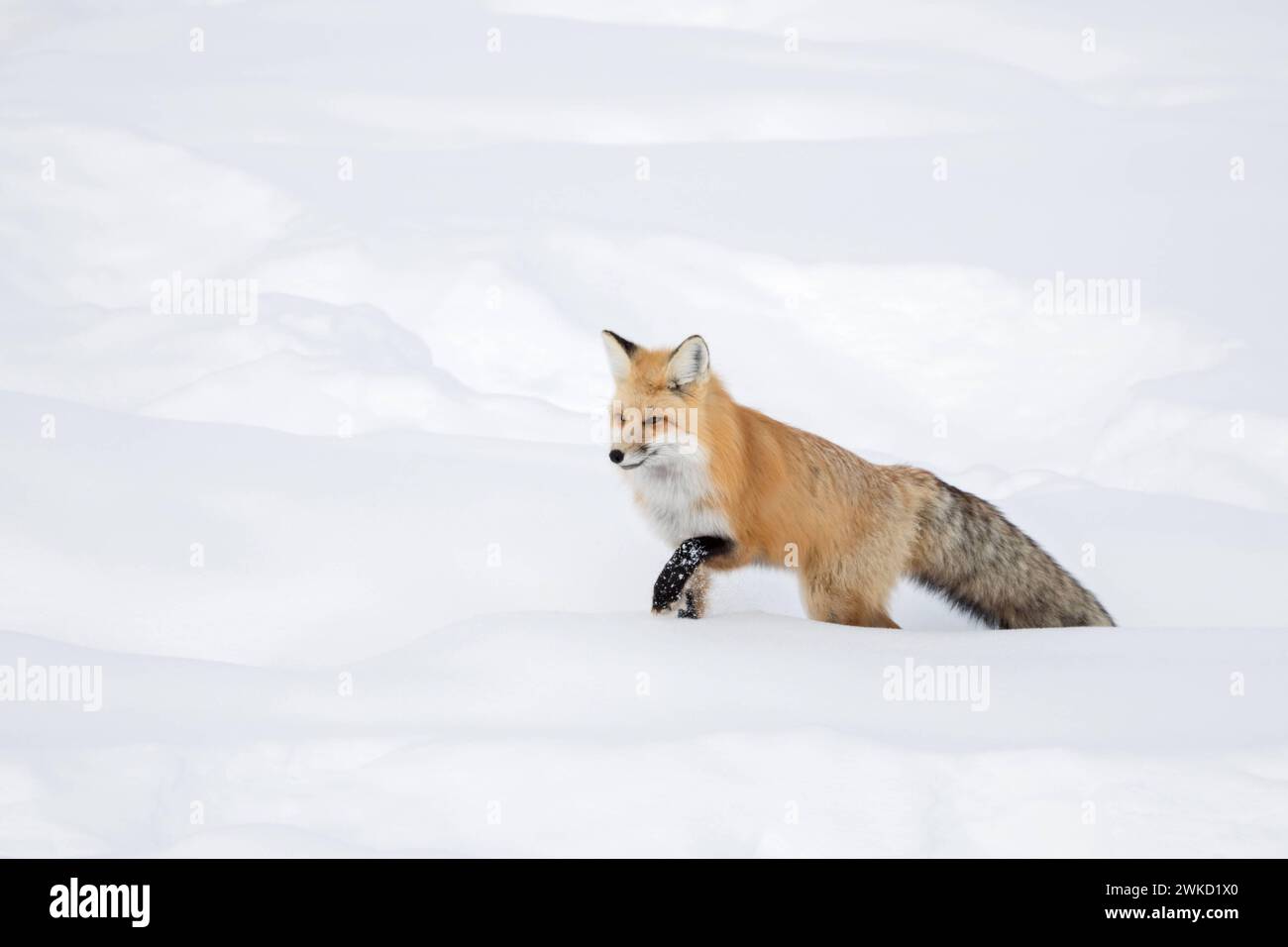 Fuchs / Rotfuchs  Vulpes vulpes im Winter, läuft durch tiefen Schnee, sucht sich seinen Weg durch hhohen Schnee. *** American Red Fox  Vulpes vulpes fulva  in winter, running through deep snow, Yellowstone NP, Wyoming, USA. Montana Nordamerika, Vereinigte Staaten von Amerika Stock Photo
