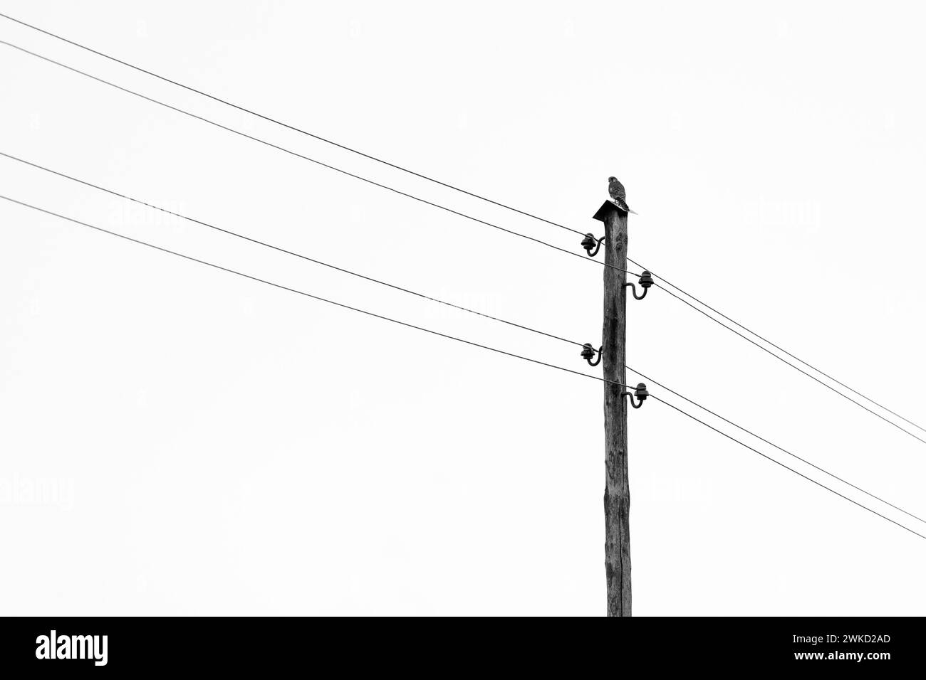 A hunting bird sitting on a wooden post for electric wires Stock Photo